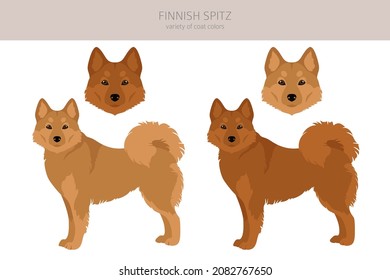 Fiinnish spitz clipart. Different poses, coat colors set.  Vector illustration