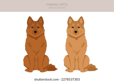 Fiinnish spitz clipart. Different poses, coat colors set.  Vector illustration