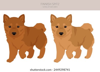 Fiinnish spitz puppy clipart. Different poses, coat colors set.  Vector illustration