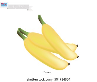 Fiji Fruit, Illustration of Golden Banana. One of The Most Popular Fruits in Fiji.