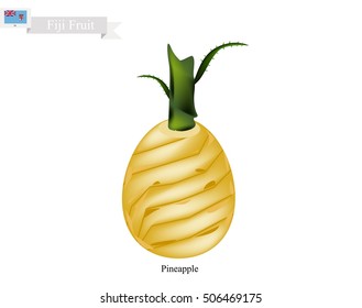 Fiji Fruit, Illustration of Pineapple. One of The Most Popular Fruits in Fiji.

