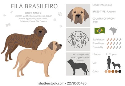 Fila Brasileiro clipart. Different poses, coat colors set.  Vector illustration