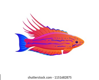 Filamented flasher wrasse exotic ocean fish banner, vector illustration of multicolored animal with decorated by lines and spots body, curved fins