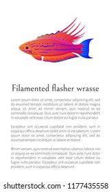 Filamented flasher wrasse fish on white background, vector illustration of exceptional marine occupant with curved appendages on fins, text sample