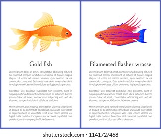 Filamented flasher wrasse and gold fish posters. Freshwater aquarium pets silhouette image on white background in cartoon style vector illustration