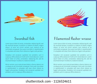 Filamented flasher wrasse and swordtail fish icons. Freshwater aquarium pets silhouette image on blue background in cartoon style vector illustration