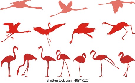 Filed vector illustrations of birds, pink flamingos