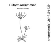 Filiform rockjasmine or slender-stemmed androsace (Androsace filiformis), medicinal plant. Hand drawn botanical vector illustration