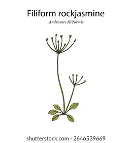 Filiform rockjasmine or slender-stemmed androsace (Androsace filiformis), medicinal plant. Hand drawn botanical vector illustration