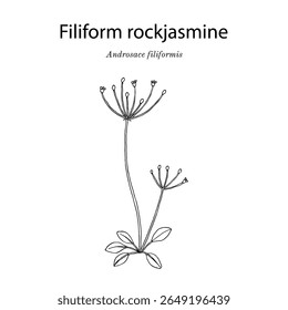 Filiform rockjasmine or slender-stemmed androsace (Androsace filiformis), medicinal plant. Hand drawn botanical vector illustration