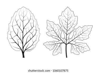 filigree of leaf , leaves for decoration as seasonal, vector illustration