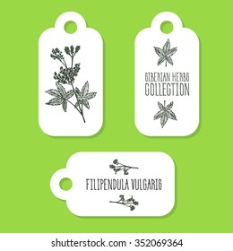 Filipendula vulgaris - Siberian herbs. Handdrawn Illustration - Health and Nature Set of Tags