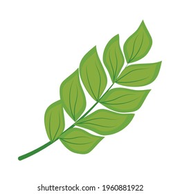 filodendron leaf on white background