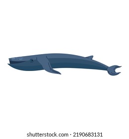 fin whale animal sealife character