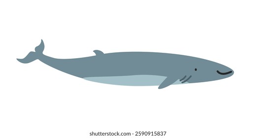 Fin whale (Balaenoptera physalus) cartoon clipart. Cute fin whale vector illustration. Animal in flat style. Sea animals concept isolated on white background