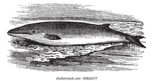 Fin whale or Balaenoptera physalus or Finback whale or Razorback or Common rorqual, vintage engraving. Old engraved illustration of Fin whale in the river. Trousset encyclopedia (1886 - 1891).