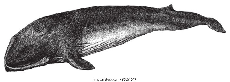 Fin whale or common rorqual (Balaenoptera physalus) / vintage illustration from Meyers Konversations-Lexikon 1897