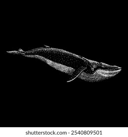 fin whale hand drawing vector isolated on black background.