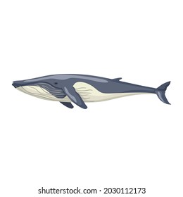 Fin Whale Isolated On White Background Stock Vector (Royalty Free ...