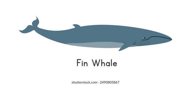 Fin whale vector illustration. Cute fin whale cartoon clipart, animal in flat style. Sea animals, underwater creatures, ocean animals, marine life concept. Fin whale vector design isolated on white