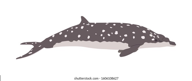 Fin whale vector illustration isolated on white background. Balaenoptera physalus. 