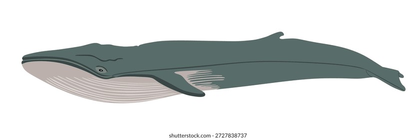 Fin whale vector illustration isolated on white. Big animal from ocean and sea. Whale cartoon. 