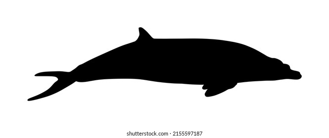 Fin whale vector silhouette illustration isolated on white background. Balaenoptera physalus. 