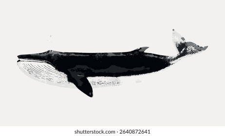 Fin whale, vintage animal illustration, vintage vector element.