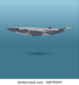 Finback into the sea / vector illustration / icon / 