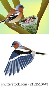 finch beautiful spring bird bright feathers poriroku biology zoology nature inhabited forests clean air ecology character for animation chicks hatched from eggs in a twisted nest reproduction