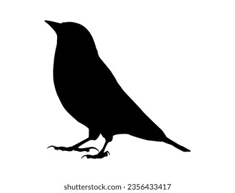 Finch bird silhouette vector art white background