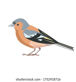 Pájaro finco. Ilustración vectorial. Aislado sobre un fondo blanco.