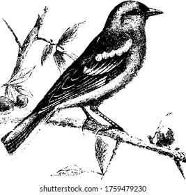 Finch, with a colourful plumage, feed primarily on hemp and linseed and fruits, with a short beak, lives in flocks, except when breeding, vintage line drawing or engraving illustration.