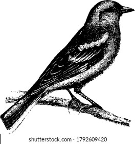 Finch, with a colourful plumage, feed primarily on hemp and linseed and fruits, with a short beak, vintage line drawing or engraving illustration.