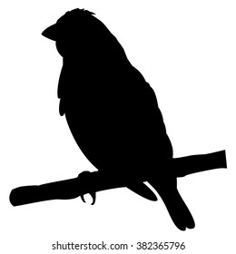 finch on a branch