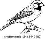 finch silhouette vector illustration, bird