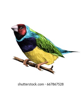 finch sitting on a branch of a tree sketch vector graphics color figure colorful feathers of red, blue, purple, yellow, green colors