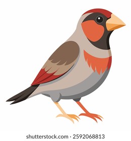 Finch vector Silhouette on white background