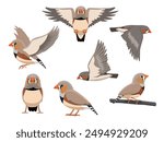 Finch Zebra Bird Exotic Various Poses Cartoon Vector Character