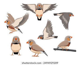 Finch Zebra Bird Exotic Various Poses Cartoon Vector Character