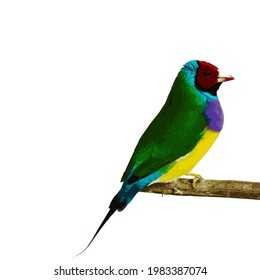 Finches 7color Gouldian Finch, Beautiful finches Green, face red, purple breast style Logo, Colorful vector full body. birdbird on a branch, on white background