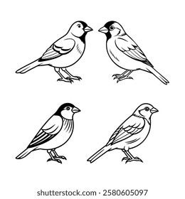 Finches Birds Vector Illustration Art