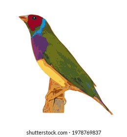 Finches vector 7color Gouldian Finch, Male Bird Style Face red chest purple body yellow. bird on a branch in white background