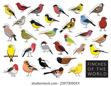 Finches of the World Set Cartoon Vector Character