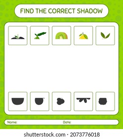Find the correct shadows game with fruits. worksheet for preschool kids, kids activity sheet