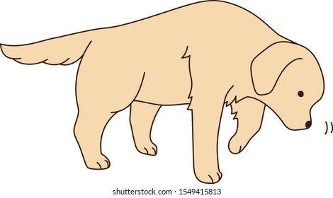 Find golden retriever vector illust