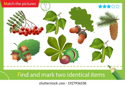 Find and mark two identical items. Puzzle for kids. Matching game, education game for children. Color images of forest fruits and leaves of trees. Oak, birch, chestnut, rowan, pine, fir