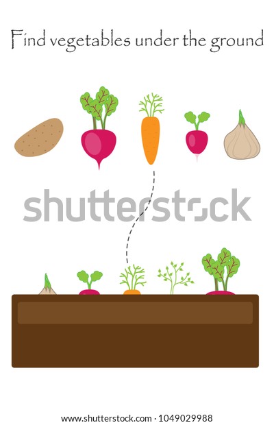 Find Vegetables Under Ground Game Pictures Stock Vector Royalty Free