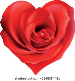 rosas finas florecientes y vectores de fondo