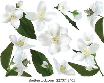 fine jasmine flowers isolated on white background